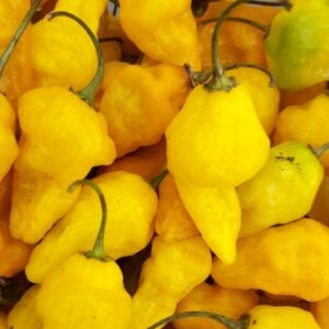 9255-AjiLimo-600x600