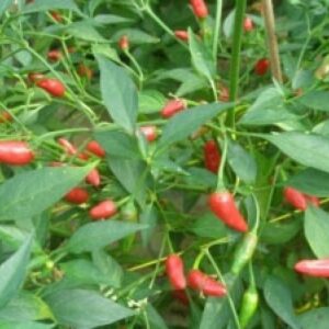 9321-ThaiHotBirdseye-600x600