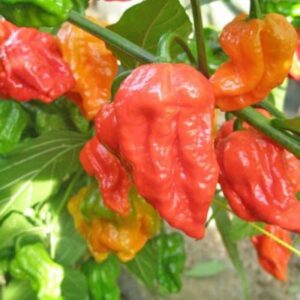 Bhut-Jolokia-Red-Chili-Samen-1-600x600