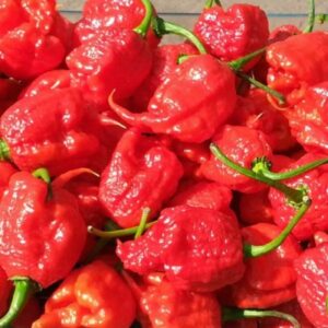 Carolina-Reaper-Chili-Samen-Weltrekordhalter-4-600x600