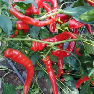 Cayenne-Thick-Chili-Samen-1-600x600
