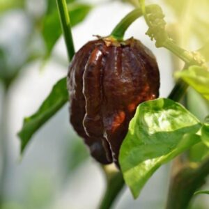 Trinidad-Scorpion-Moruga-Blend-Brown-Chili-Samen-1-600x600