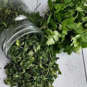 freeze-dry-cilantro-2